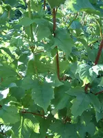S4300003-3.webp
