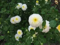 Aster weiß.webp