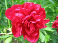 Bauernpfingstrose.webp