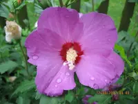 Hibiskus blau.webp