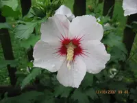 Hibiskus weiß.webp