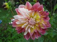 CIMG6967.webp