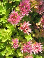 Kaukasus Fetthenne.webp
