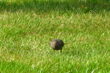 IMG_2446.webp