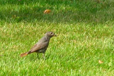 IMG_2448.webp