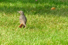 IMG_2449.webp