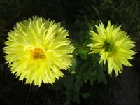 CIMG6890.webp