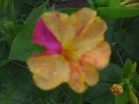 CIMG6965.webp