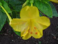 CIMG6964.webp
