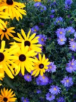 S4300005-2.webp