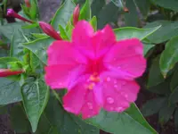CIMG6947.webp