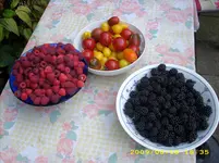 JD500185.webp