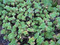 IMG_2308_1.webp