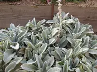 IMG_2317_1.webp