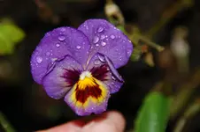 DSC_2751.webp