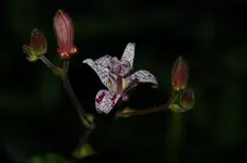DSC_2753.webp