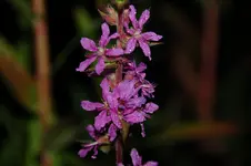 DSC_2754.webp