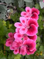 Blumen aus dem Garten 001.webp Blumen aus dem Garten 001.webp