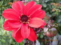 Blumen aus dem Garten 004.webp Blumen aus dem Garten 004.webp