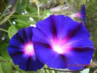 Blumen aus dem Garten 008.webp Blumen aus dem Garten 008.webp