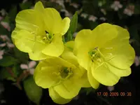 Blumen aus dem Garten 010.webp Blumen aus dem Garten 010.webp