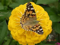 Blumen aus dem Garten 021.webp Blumen aus dem Garten 021.webp