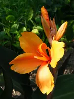 675-Canna 15.08..webp