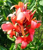 675-Canna.webp