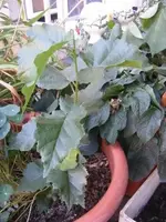 DSCF2295.webp