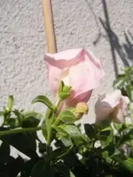 DSCF2298.webp
