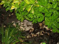 Aliengewächs 001.webp