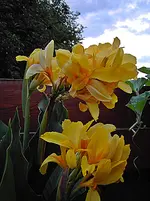 PICT5389.webp