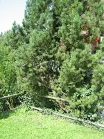 20090818_9199.webp