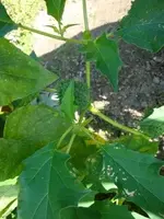 DSC02746_k.webp