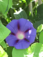 garten 09 005.webp