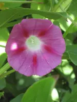 garten 09 007.webp
