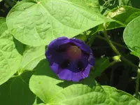 garten 09 008.webp