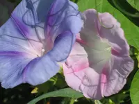 garten 09 010.webp