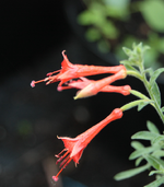 IMG_0825.webp