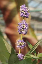 IMG_0829.webp