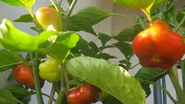 Paprika.webp