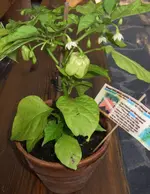 2009-08-19 chili jolokia + brazil rainbow + pepper fiesta 001 cut.webp