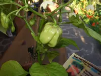 2009-08-19 chili jolokia + brazil rainbow + pepper fiesta 003 cut.webp