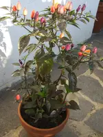 2009-08-19 chili jolokia + brazil rainbow + pepper fiesta 010 cut.webp