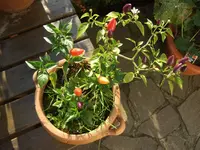 2009-08-19 chili jolokia + brazil rainbow + pepper fiesta 011 cut.webp