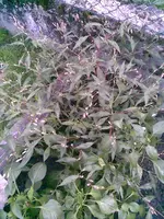 Bild059.webp