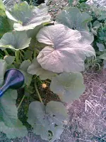 Bild061.webp