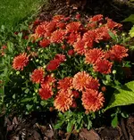 Herbstchrysantheme.webp