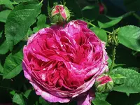 ChdMills_040623c.webp