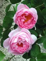 ConstanceSpry_040623a.webp